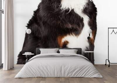 Bernese Mountain Dog Sitting - Extracted Wall mural