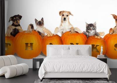 Cats and Dogs Over Thanksgiving Pumpkins Wall mural