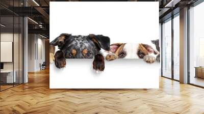 Dogs Peeking Eyes and Paws Over White Web Banner Wall mural