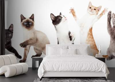 Five Cute Kittens Playing Together Wall mural