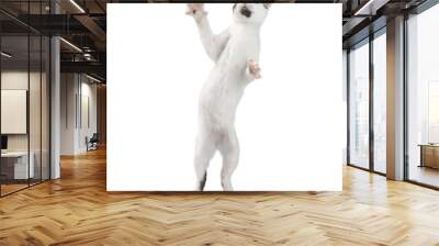 Funny Playful Cat Standing Dancing Wall mural