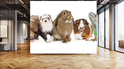 Group of Small Domestic Pets Over White Wall mural