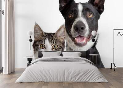 Happy Border Collie Dog and Tabby Cat Together Closeup Wall mural