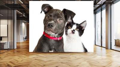 Puppy and Kitten Closeup Over White Wall mural