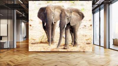 Two Elephants Together in Kruger National Park Wall mural