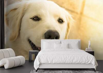 cute dog looking  Wall mural