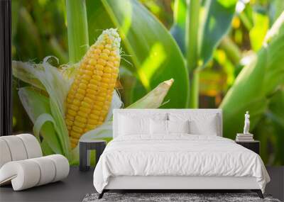 Yellow corn cob in green leaves on a farm field. Empty space for text Wall mural