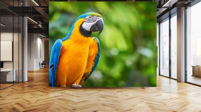 Blue-and-yellow macaw closeup (Ara ararauna), exotic bird Wall mural