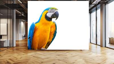 Blue-and-yellow macaw isolated (Ara ararauna) Wall mural