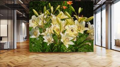 Royal lily flower ( Lilium regale ) Wall mural