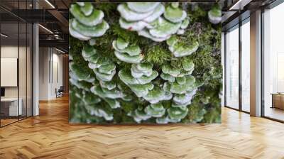 Shelf fungi growing on a tree trunk Wall mural