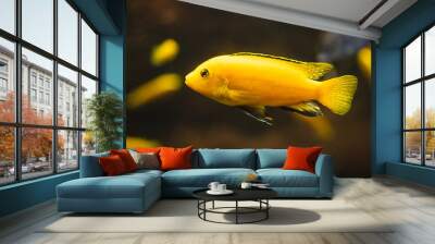 Closeup shot of a yellow African cichlid fish swimming underwater Wall mural