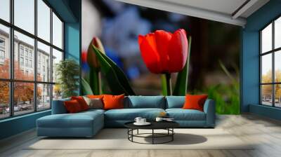 Red flower in springtime sun Wall mural