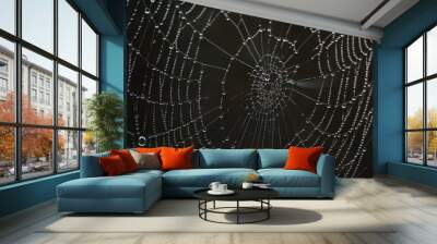 spider web with dew drops Wall mural