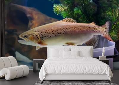 the brown trout salmo trutta fario in the aquarium Wall mural