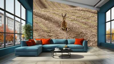 Hare on the field on sunny day Wall mural