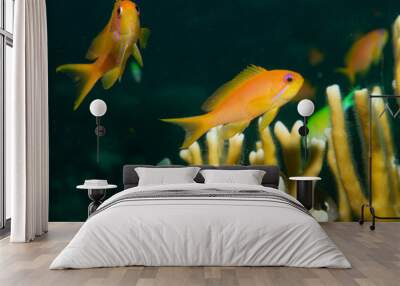 underwater picture of two orange pseudanthias fish, sea goldies, with firecoral on black background Wall mural