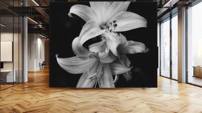 Lily flowers in bloom isolated over black background Wall mural