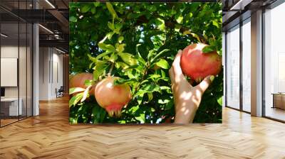 Woman taking a pomegranate fruit from a tree Wall mural