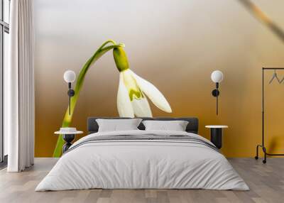 Snowdrop white in spring, macro  Wall mural