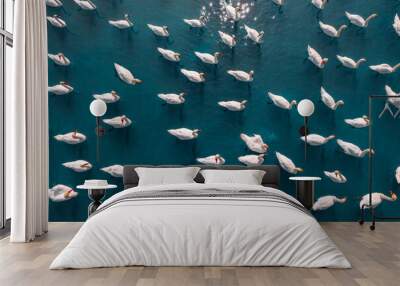 Aerial view of flock of swans Wall mural