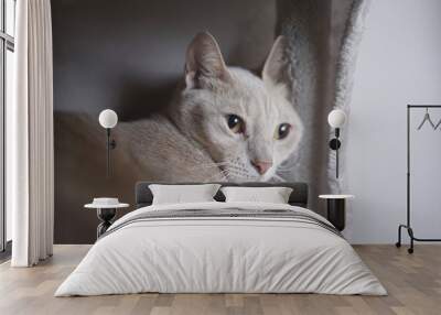 A cat is laying on a white blanket Wall mural