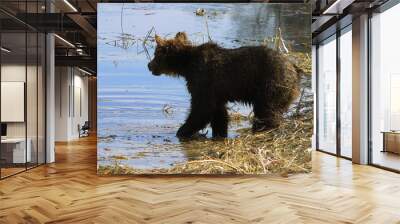 Adult Brown bears playing and posing among swamp forest Wall mural