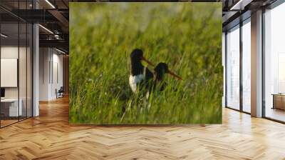 Eurasian oystercatcher (Haematopus ostralegus) also known as the common pied oystercatcher, or palaearctic oystercatcher, or (in Europe) just oystercatcher Wall mural