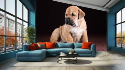 Cute fat ca de bou puppy on a brown background Wall mural