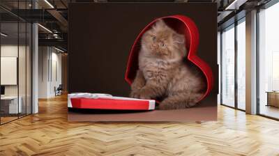 Little fluffy kitten in a gift box Wall mural