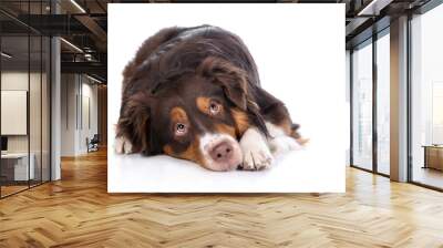 Sad dog lying on a white background Wall mural