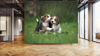 Two little beagle puppies playing in nature Wall mural