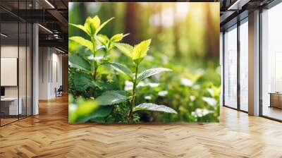 green nature background with sprouts of a young tree and wild herbs in sunny forest close up Wall mural