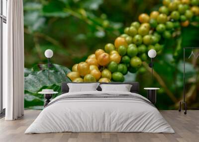 Coffee beans on tree Wall mural