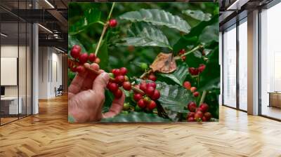 Coffee beans on tree Wall mural