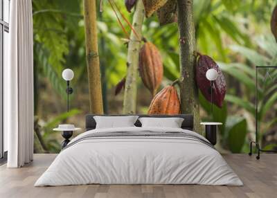 the cocoa tree with fruits. yellow and green cocoa pods grow on the tree Wall mural