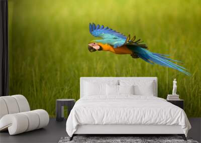 flying macaw, beautiful bird with green background Wall mural