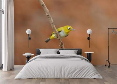 Oriental White-eye, Lovely yellow bird. Wall mural