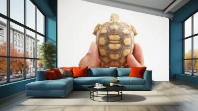 Tortoise on the hands of man (African spurred tortoise ),Cute portrait of baby tortoise ,Geochelone sulcata ,Close up Baby Tortoise Hatching (African spurred tortoise),Birth of new life Wall mural