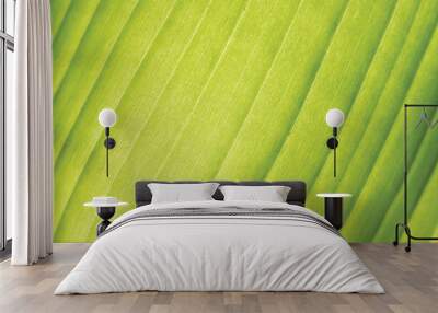 green palm leaf closeup Wall mural