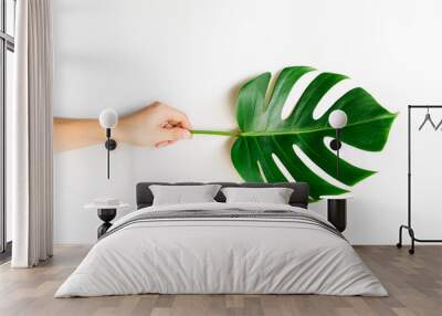 Human hand holding Tropical Monstera palm leaf on white background in flat lay top view. Wall mural