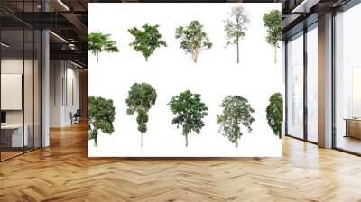 The collection many tree species included on white background. Wall mural