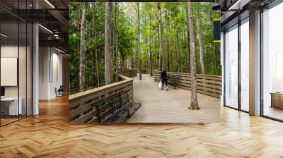 Wooden path in Florida university forest. Natural succession. Wall mural