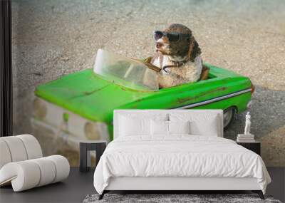 funny dog driving a car Wall mural