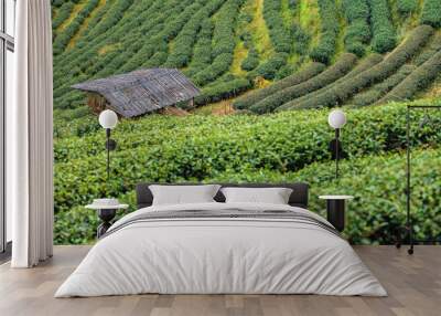 tea plantation Wall mural