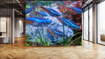 neon tetra fish in aquarium Wall mural