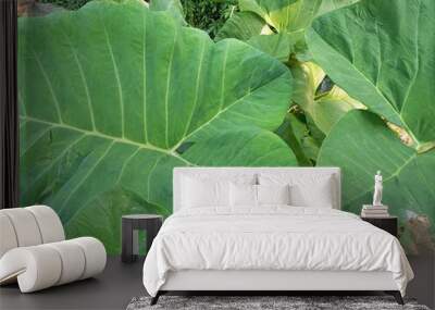 exotic green taro leaves in garden Wall mural