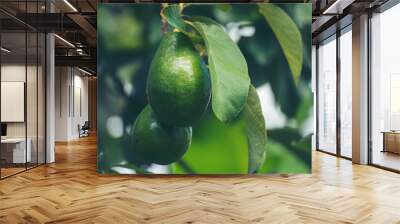 Avocado tree green plant healthy fruit farm. Smart farmer growing plant in eco green farm sustainable quality control. Avocado fruit Farm planting in eco Farmland biotechnology. Fruit organic farm Wall mural