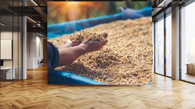 Close up Hand with Raw coffee beans heap dry green seed. Farmer's hands selected waste rod unroasted grain in eco farm. Arabica farm plant coffee bean agriculture objects. Sun dried Fresh black coffee Wall mural