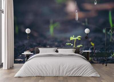 Eco green earth environment concept. Hand with growing tree on earth day with sunlight bokeh in morning. Save world energy protect by plant tree in soil and watering. Wall mural